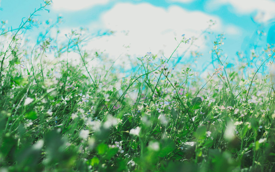 Spring: The Season of Allergies